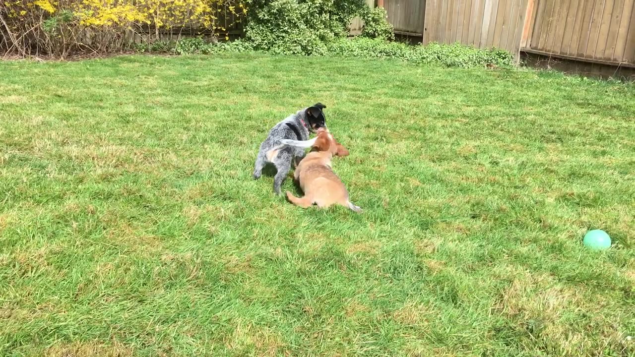 pup combat 5