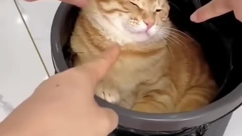 "This Cat’s Behavior Makes ZERO Sense 😂 #RandomCat"