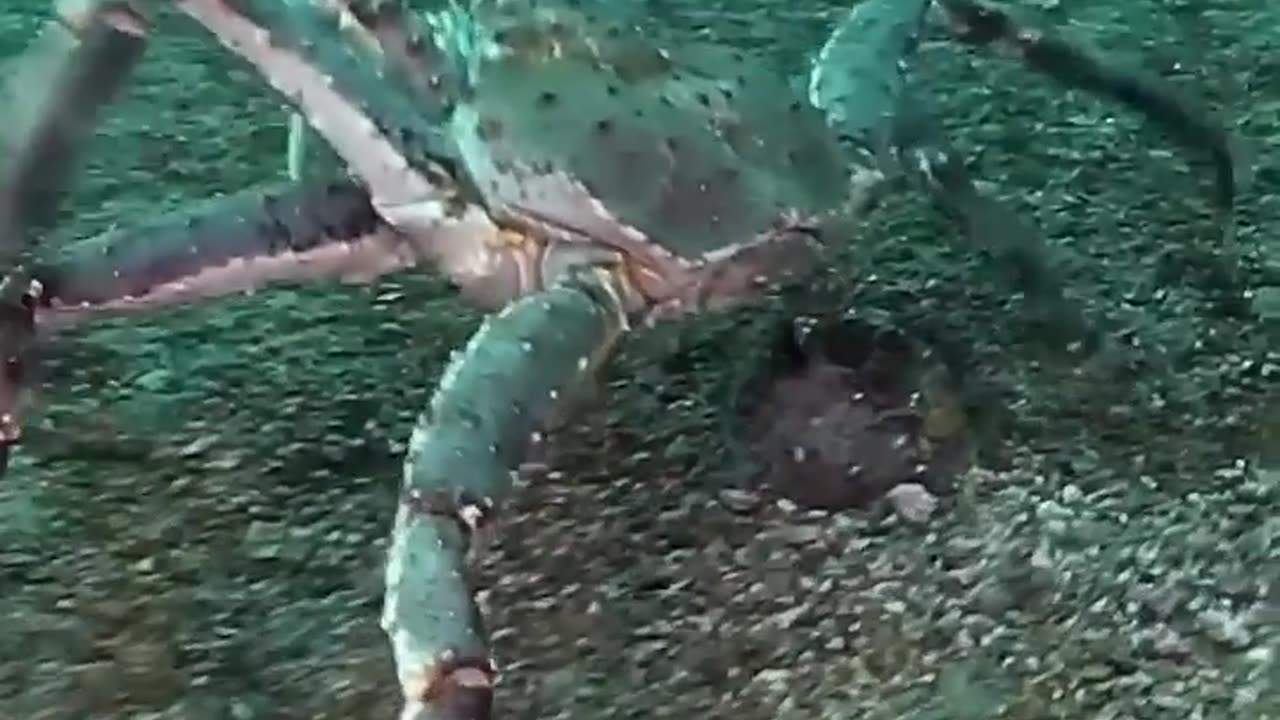 Before VS After Animal Transformation🤯_ Amazing Animals Transformation