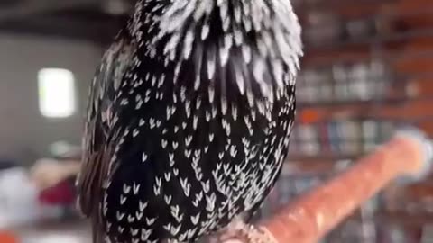 Sounds Of The Jungle