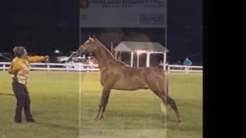 Tennessee Walker
