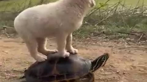 Funny Dog