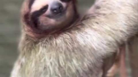 Sloth as nature calls 😊