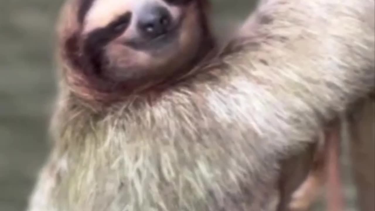 Sloth as nature calls 😊