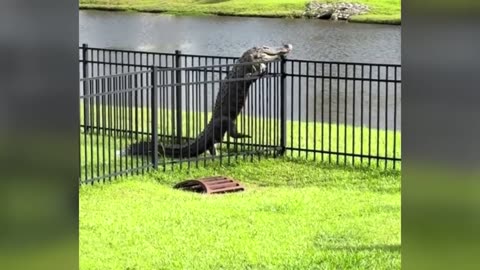 Funniest Animal Videos Ever