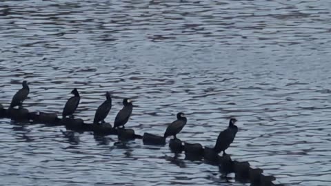 Cormorants On A Lake In Great Britain.