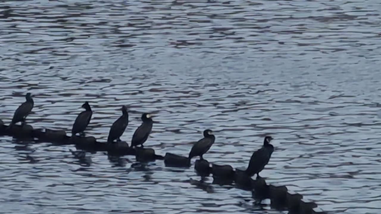 Cormorants On A Lake In Great Britain.