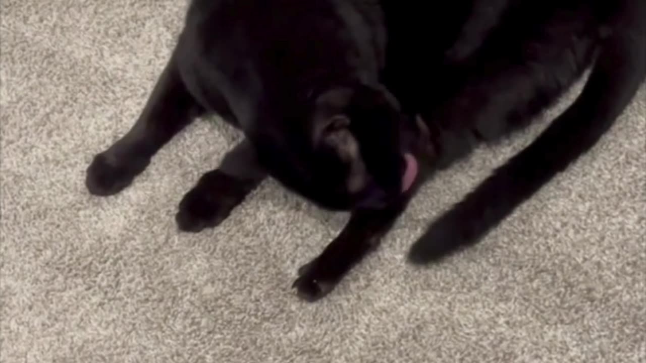 Cute Precious Piper Guards the Bubble Wrap Box - My Adopted Shelter Cat Vlog #shorts
