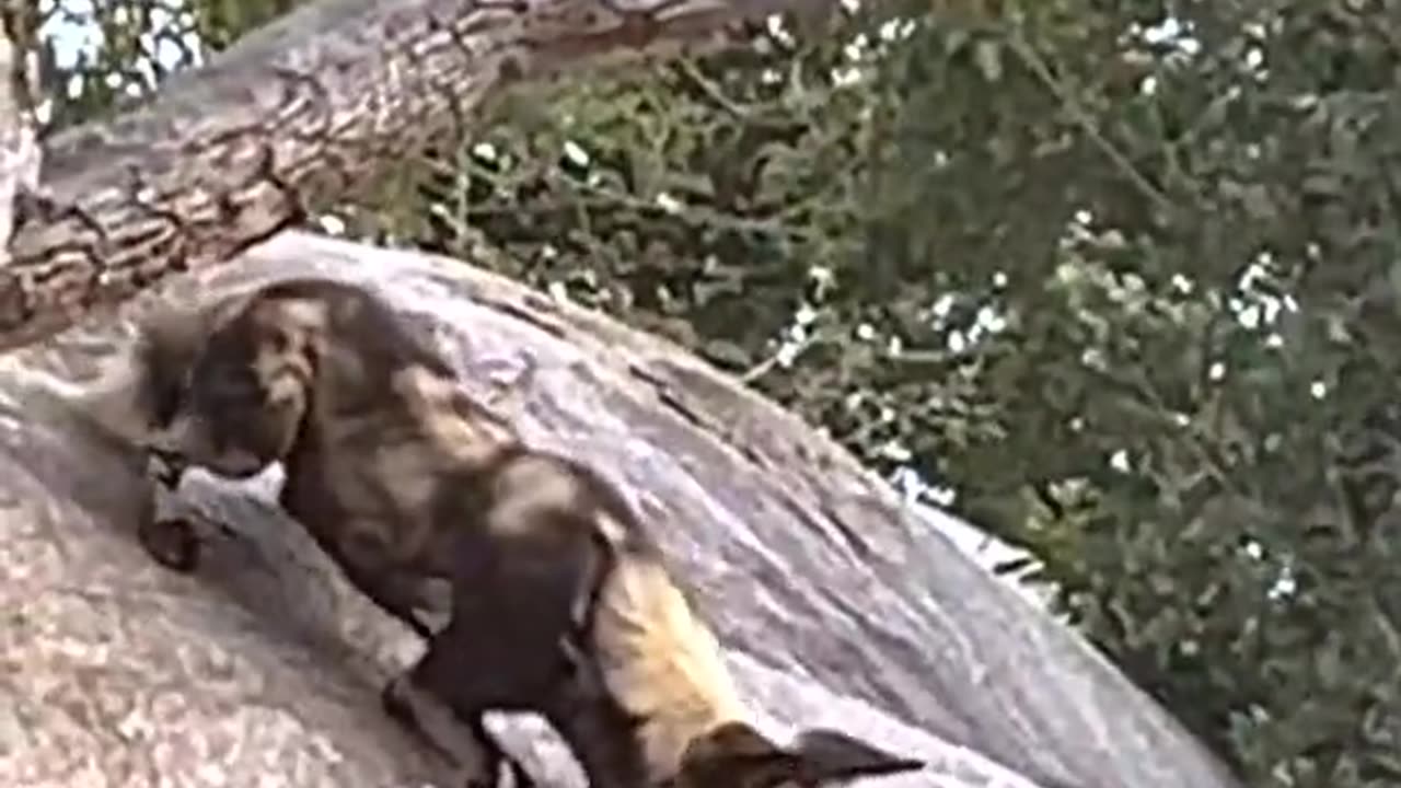 Wild dogs vs. antelopes