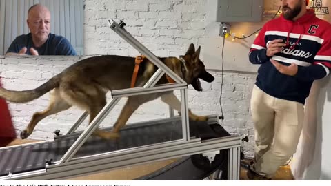 Miracle K9 - Going "Bonkers" with Balanced Dog Training - Pt 10