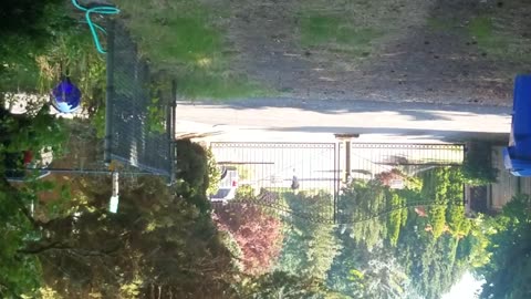 Dumb Karen Neighbor