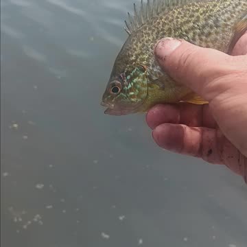 Pumkinseed sunfish