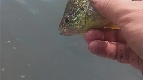 Pumkinseed sunfish