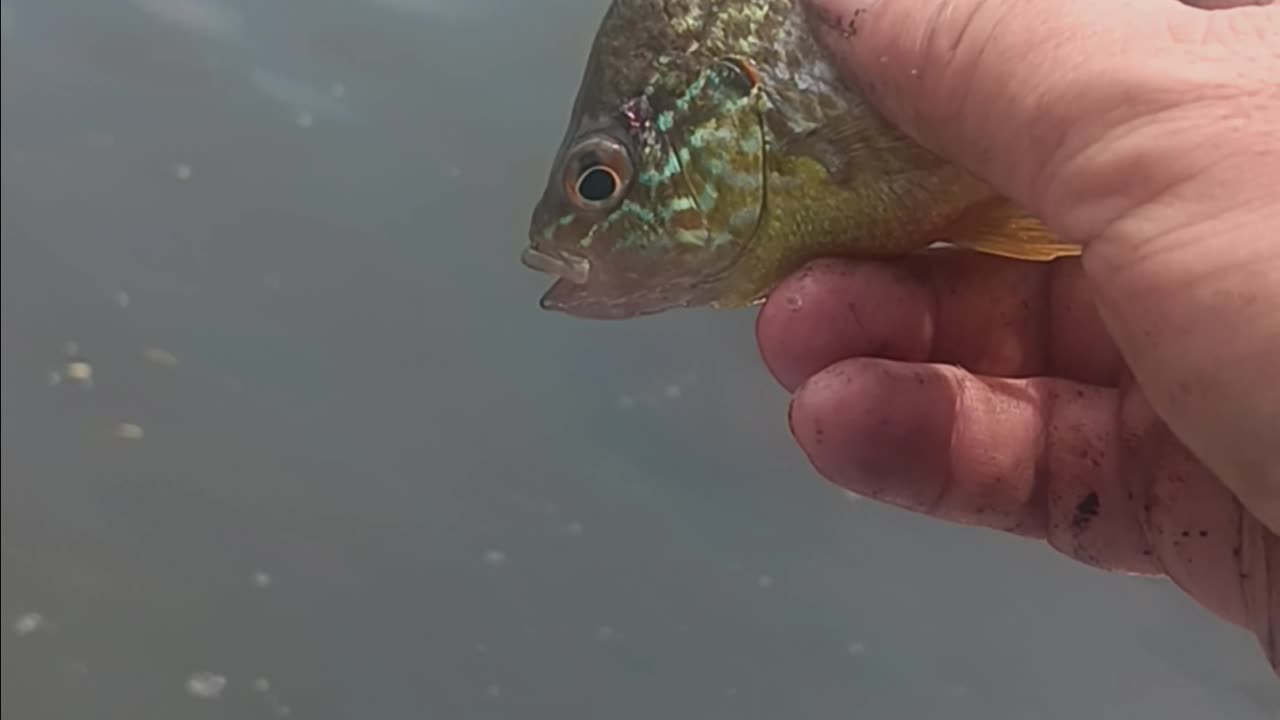 Pumkinseed sunfish