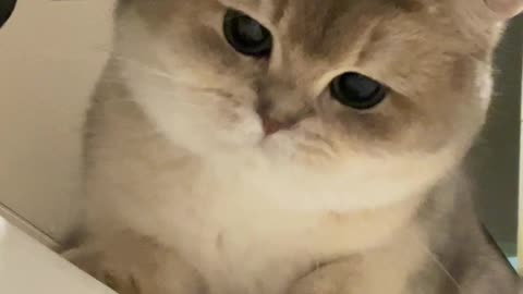 Want to talk about emotional stability#My pet is so cute #CatDaily#cat