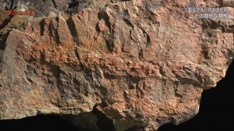 ダーウィンが来た！ 「恐竜時代の“陰の主役” アンモナイト大研究」