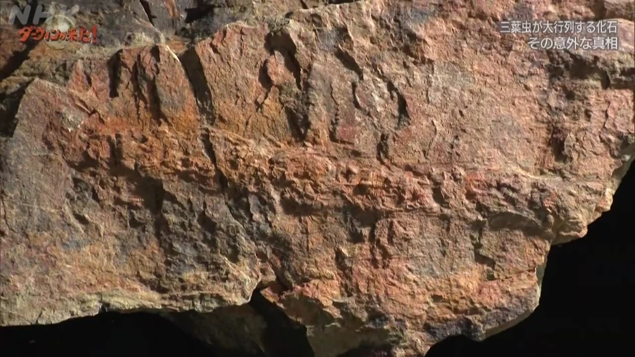 ダーウィンが来た！ 「恐竜時代の“陰の主役” アンモナイト大研究」