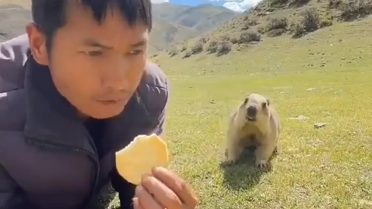 😂🌳 Hilarious Squirrel Shortcut | FunFM