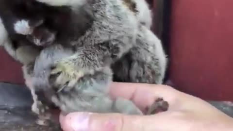 Returning marmoset babies to their mother after a medical check.. 😊