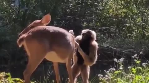 Gibbon grooming a deer