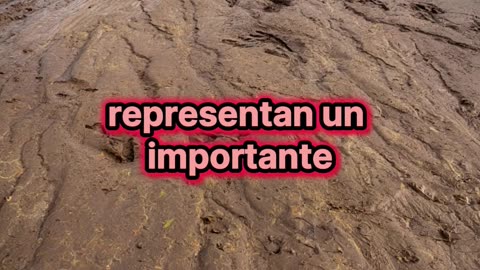Aparecen huellas de dinosaurios tras inundaciones en Texas.