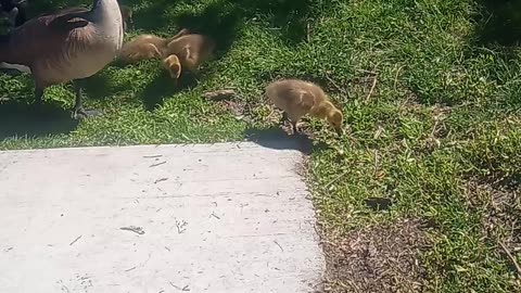 Goslings in Lincoln Park