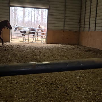 Kyla on Velvet circles.