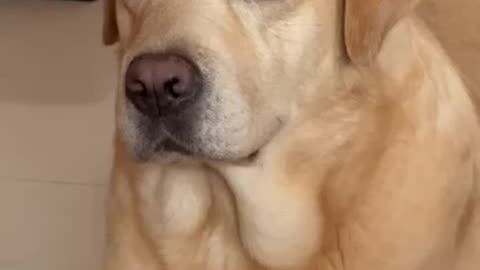 Playful Pup in Action