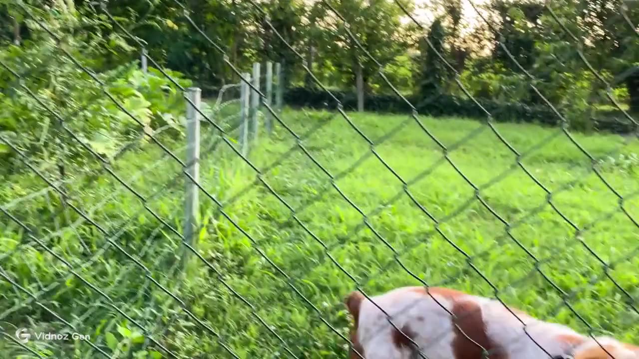 Puppy Joyride