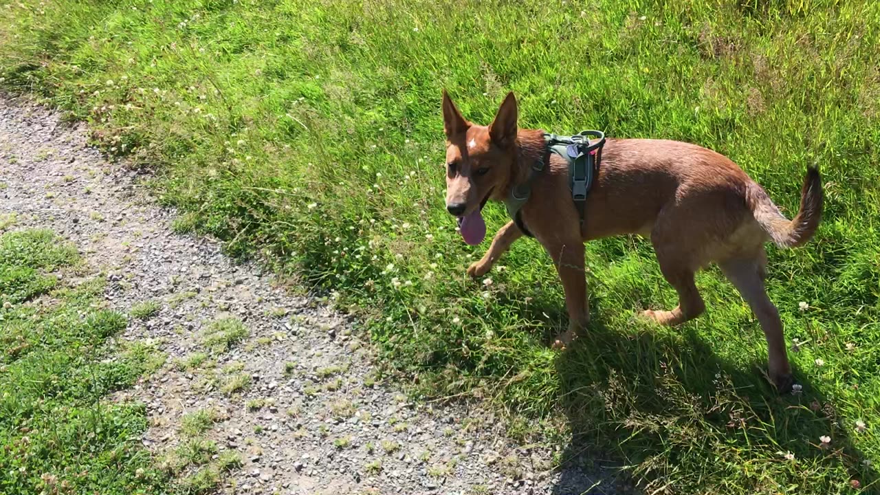 Waynes park romp 32098390842