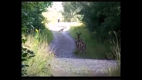 Une prétendue observation de Bigfoot...