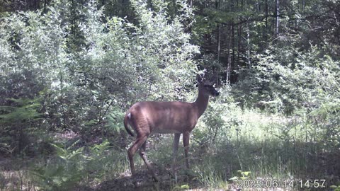 was that a bobcat in our backyard?