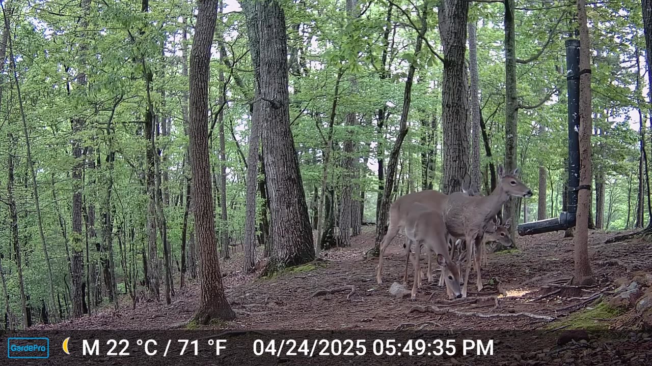 The Woods – 04/25/2025