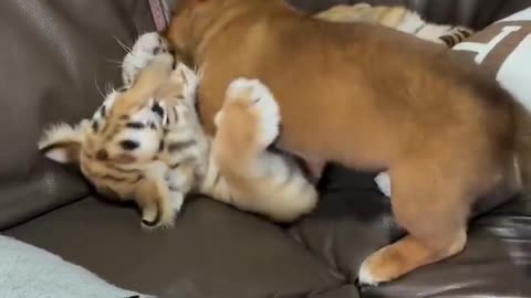 Puppy and cub having fun 🥰