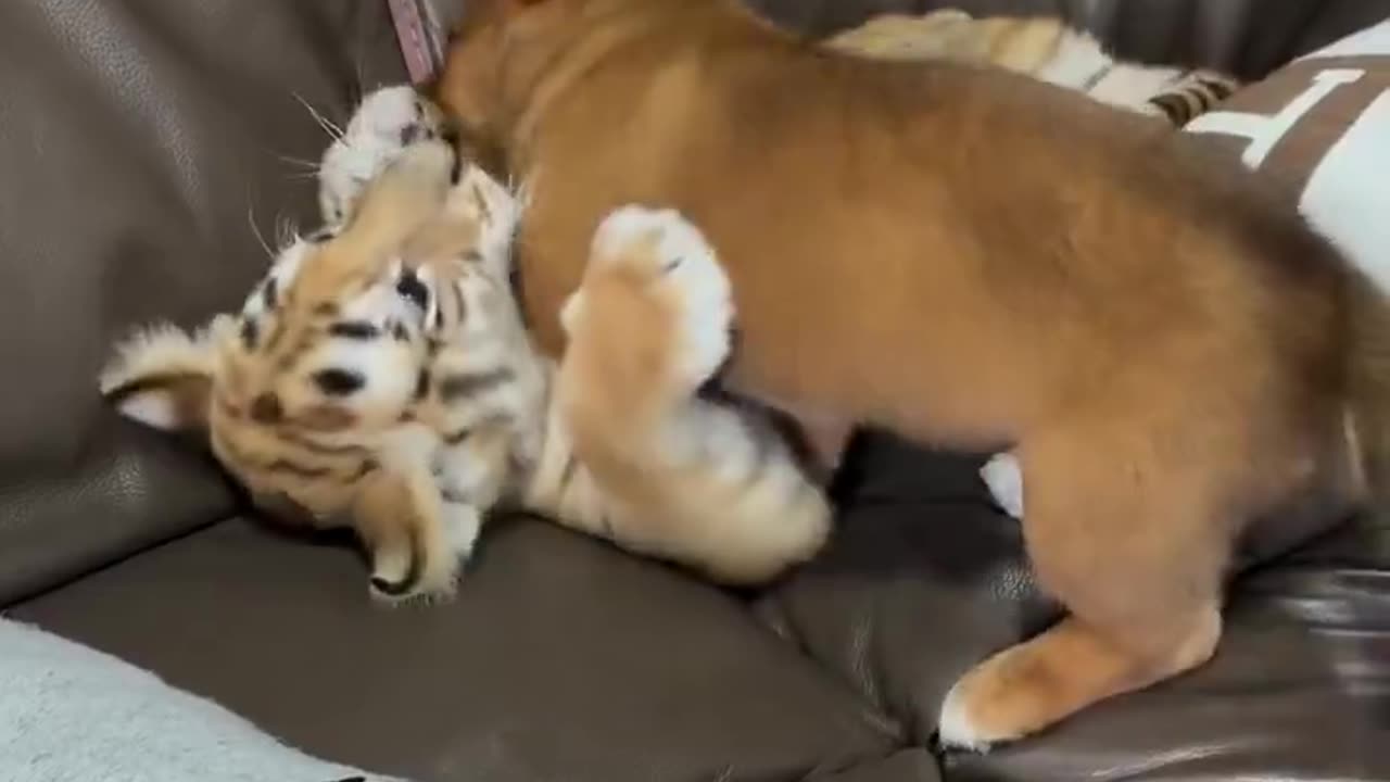 Puppy and cub having fun 🥰