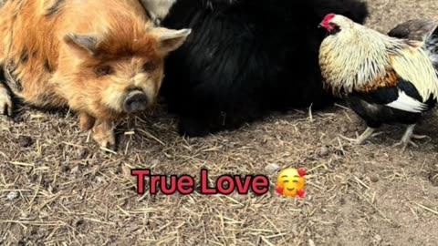 True Love