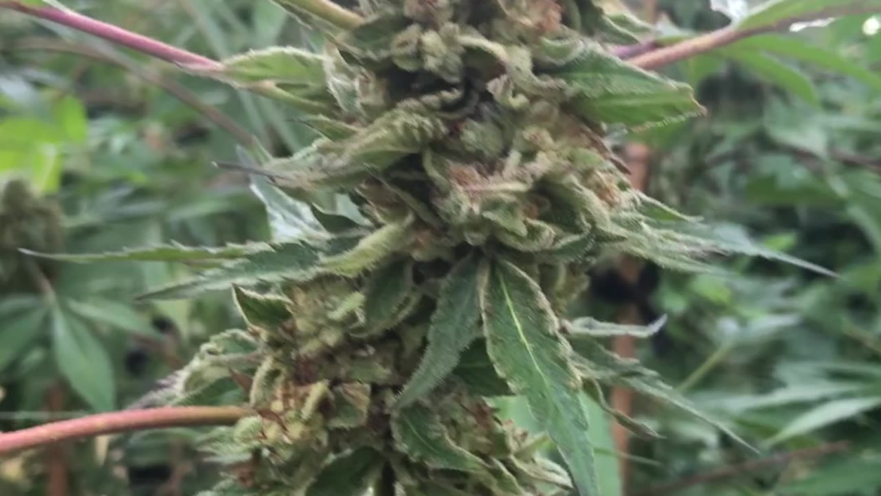 Cannabis Guerrilla Grow Harvest😎🍺🇦🇺🤙🏻