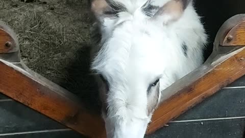 Lucy meets the horses