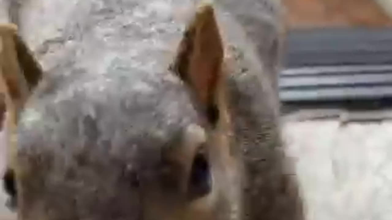 Im your next treeniegghbbor