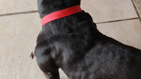 Meet Oreo everyone