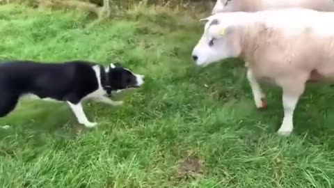 Border collie knows how to do his job well..