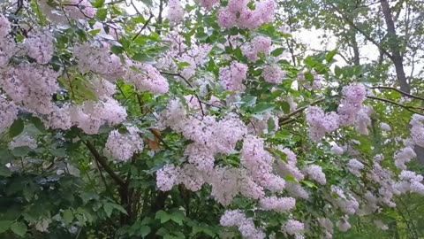 Lilacs