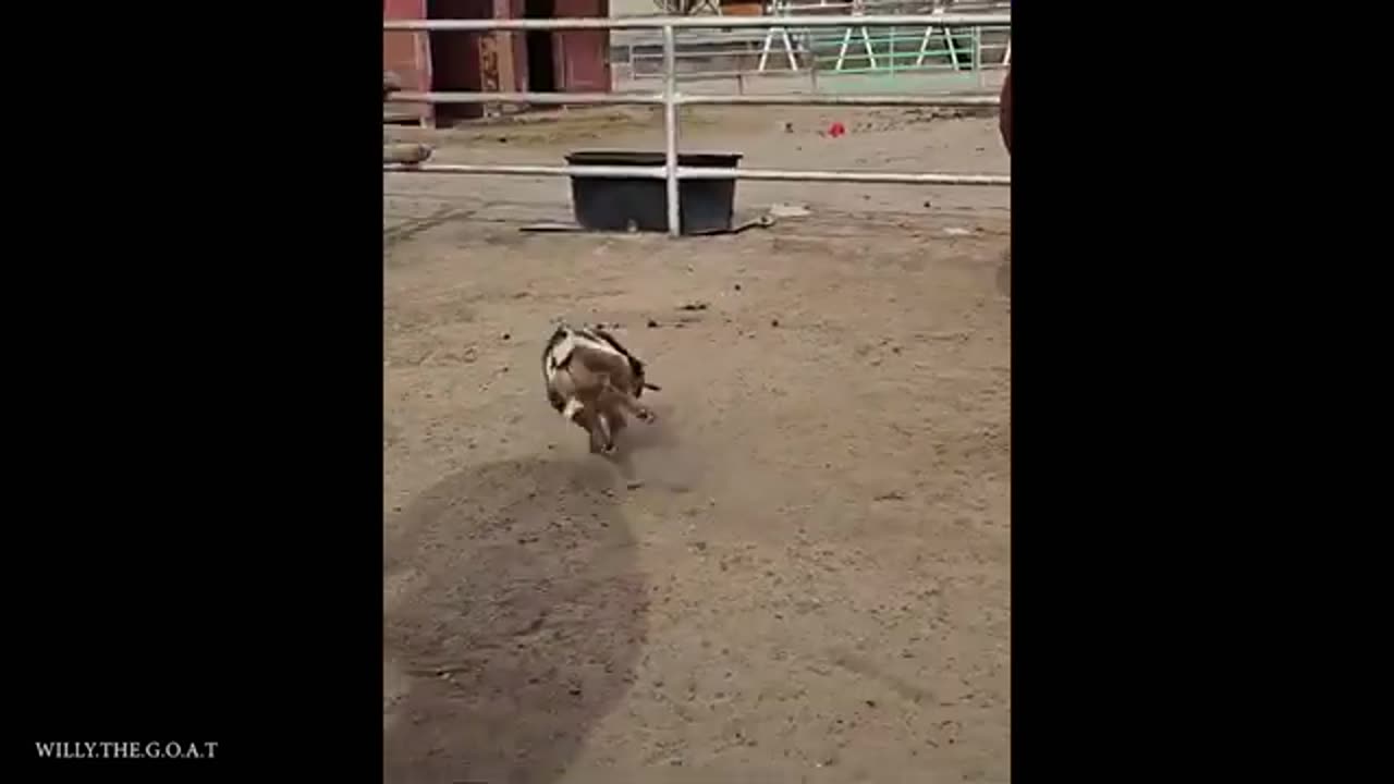 Funny animals