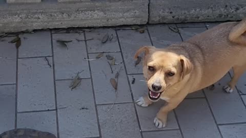 dog and turtle hanging out 🐶🐢 cutest animal friends ever funny moments