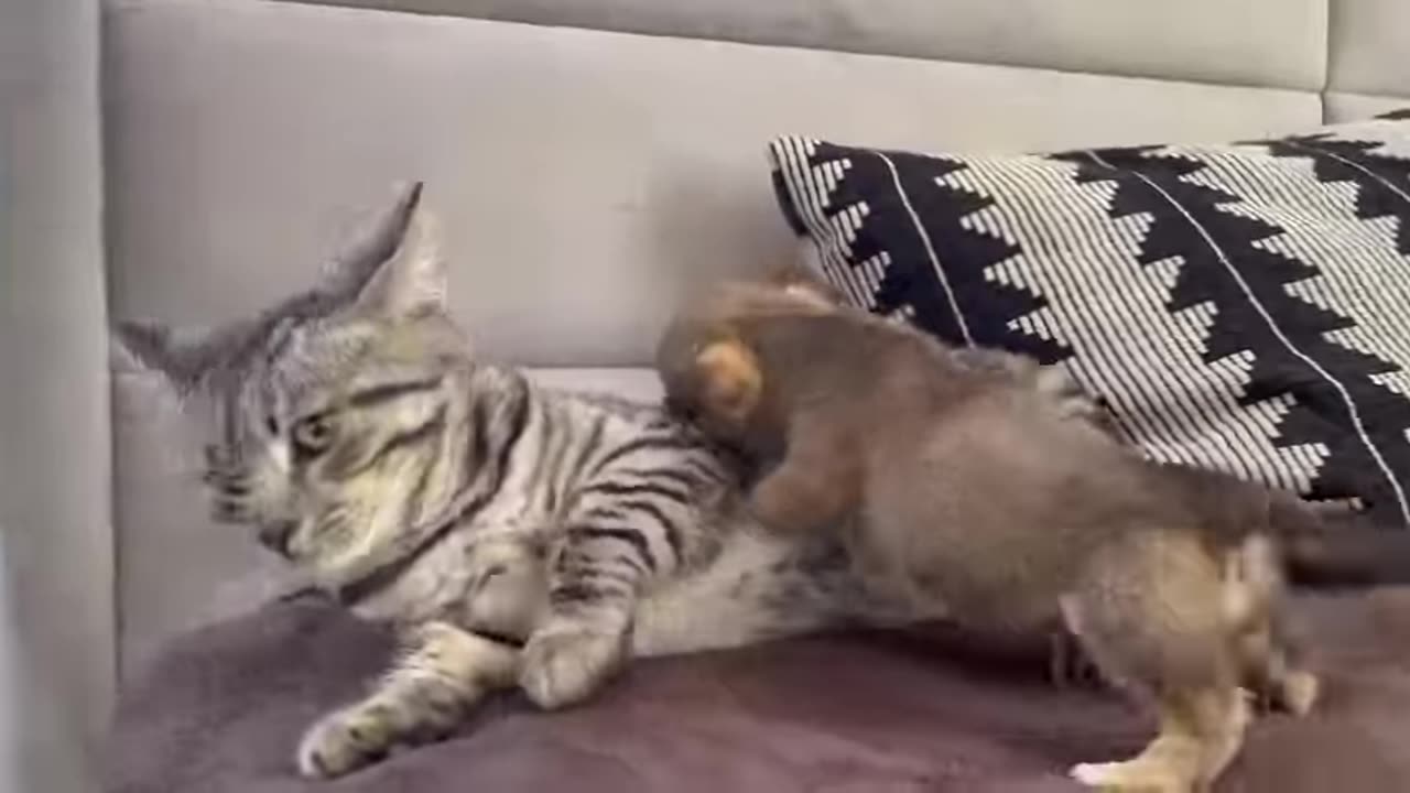 funny-cat-reaction-to-puppies-kitty-sees-them-for-the-first-time