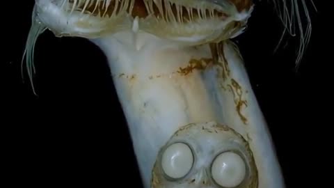 Telescopefish (Gigantura chuni), a rare deep-sea creature known for its eyes