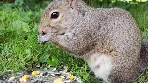She has no idea how popular she is 🐿️💖