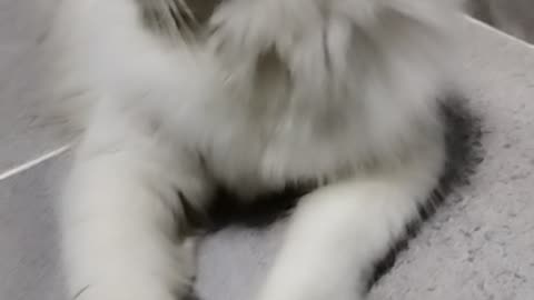 CAT small funny