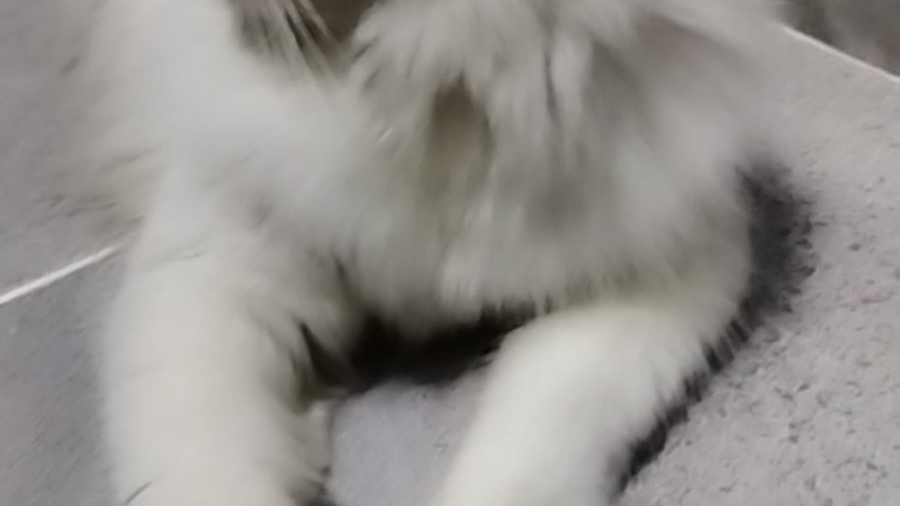 CAT small funny