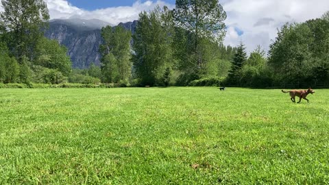 majestic dog park 320982390483